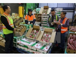 Fruits, vegetables export reach 3.16 billion USD in 11 months