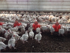 Enzyme, phytase combo supports poultry production with less phosphorus: study