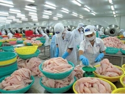 Xuất khẩu cá tra đạt 1,62 tỷ USD