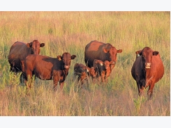 Twinning in cattle: super-fertile cows