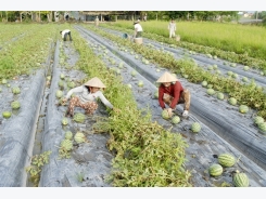 An Giang: Sản xuất nông nghiệp thích ứng biến đổi khí hậu