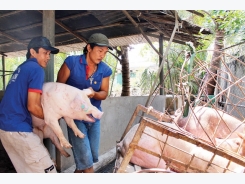 Vietnamese pig farmers losing to foreign rivals on home soil