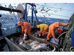 New rules for UK fishing industry from January 1