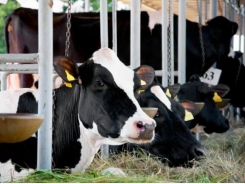 Feed additive may cut cow methane emissions, boosts daily gain