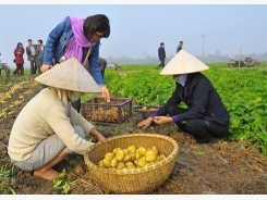 Vietnam yet to sow seeds of low carbon rice