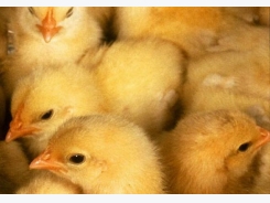 Facial recognition, robotics to aid chick vaccination