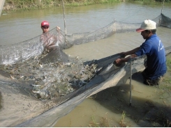 Biến đổi khí hậu ảnh hưởng xấu đến nuôi trồng thủy sản
