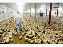 Vacuum coating could help hike fat level in broiler feed