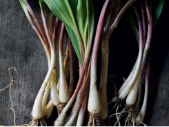 Cropped: How to Grow Ramps