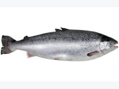GM canola derived lipids could replace fish oil in salmon feed