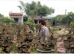 Bí quyết làm giàu: Kiếm tiền tỉ từ những gốc mai bỏ đi