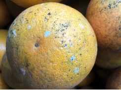 Sự thật về thông tin đốm xanh như mốc trên vỏ cam Việt Nam