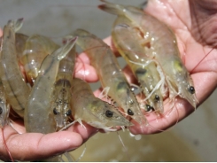 Experiences in shrimp genetic improvement in seven countries