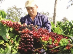 Public-private partnership for transferring coffee exports from “bagging” to “packaging”