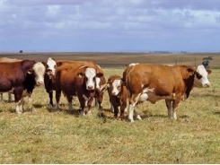 Beef cows: meeting their nutritional needs
