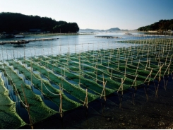 Biofloc production systems may aid novel protein use shrimp feed