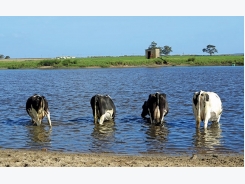 Biological farming ensures dairy farm’s success