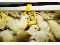 Nucleoside supplements may boost poultry weight gain, performance