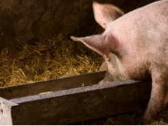 Heat, sodium metabisulfite may help mitigate some contamination in pig feed