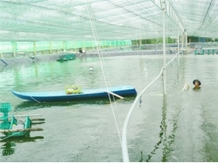 Nuôi tôm trong nhà lưới dùng bạt lót cho năng suất cao ổn định