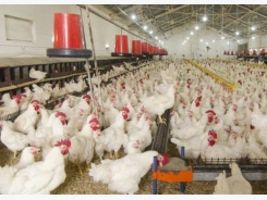 Grants to explore poultry yield, heat stress resistance