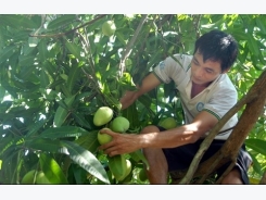 US allows import of VN mangos