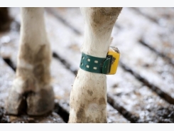 Sensor value and viability for dairy cows