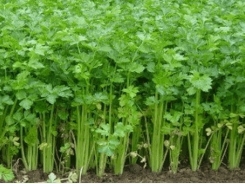 Kỹ thuật trồng rau mùi tây đơn giản cho năng suất cao