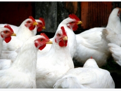 Enzyme package may boost value of emerging chicken feedstock