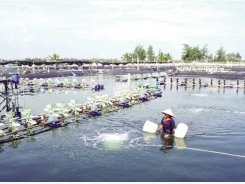 Quảng Nam: Thu hàng tỷ đồng từ tôm sạch