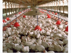 Integrated strategies power new future for poultry production
