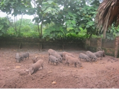Yên Bái: Anh Giang nuôi lợn rừng lai theo “chuỗi”