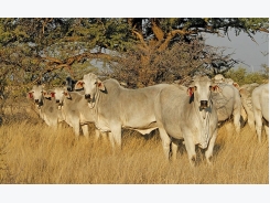 Breeding Brahman cattle with superior genetics