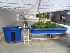 How to set up an aquaponics system
