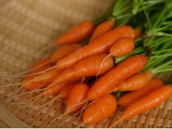 Kỹ thuật trồng cây cà rốt tí hon ngon, bổ, rẻ, ngắm đã mắt