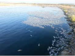 Sizing up TiLV and its potential impact on tilapia production