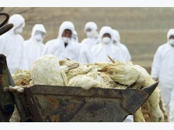 South Korea confirms H5N6 bird flu at duck farm