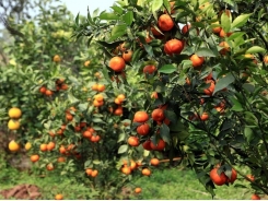 Kỹ thuật trồng cây và chăm sóc Cam canh cho quả sai, trái ngọt