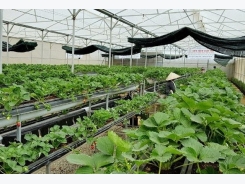 Lam Dong gives priority for hi-tech agricultural projects