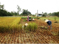 Nặng tình với hạt lúa trời