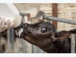 US researchers use prebiotics, probiotics and milk intake to improve calf health