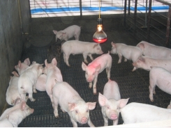 Chăm sóc nuôi dưỡng lợn con sau cai sữa