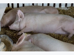 Energy digestibility differs in sows, gilts