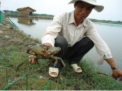 Nuôi cua biển thương phẩm trong ao đất cho năng suất tốt