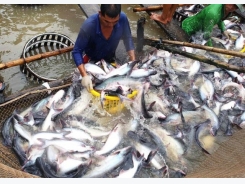 Tra fish exports raising in the last month of the year