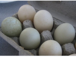 Everything You Need to Know About Duck Eggs
