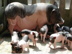 Kỹ thuật chọn giống nâng cao năng suất sinh sản của lợn nái