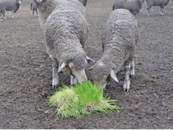 The value of instant green feed as livestock fodder
