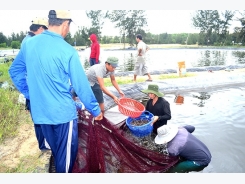 Dùng chế phẩm sinh học cho tôm: Hướng phát triển bền vững