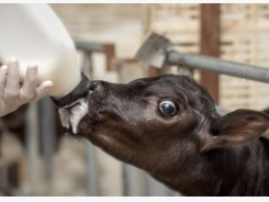 Researchers explore artificial sweetener and gut health link in calves